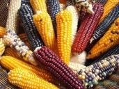 Результат пошуку зображень за запитом кукурудза звідки родом"